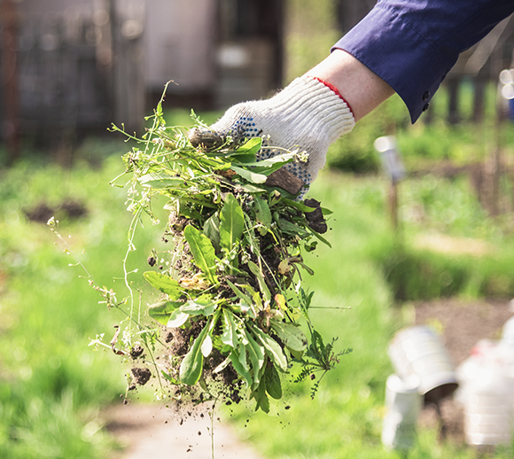 A person is holding a bunch of weeds in their hand.