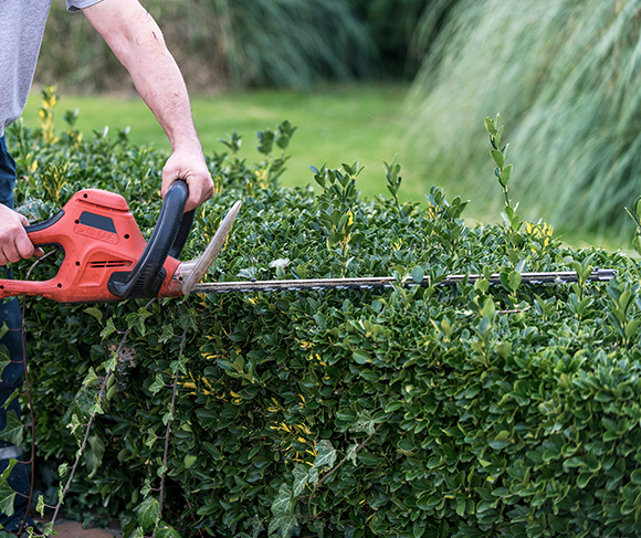 A man is cutting a hedge with a hedge trimmer.