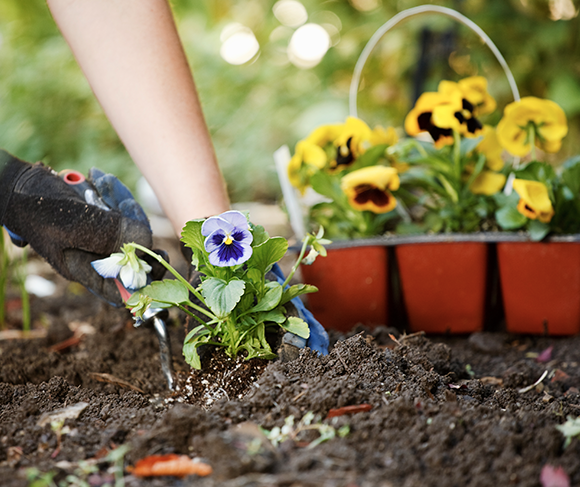 A person is planting flowers in a garden.