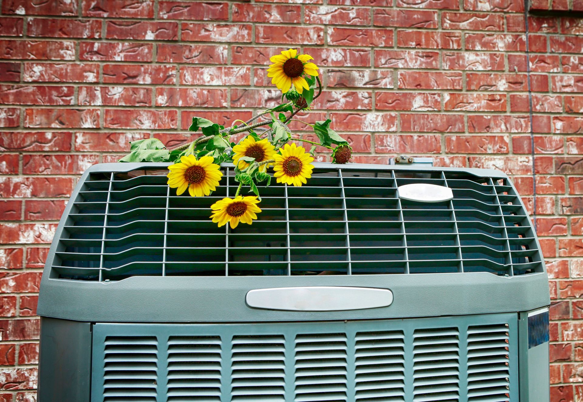 An AC unit installed by Grant with flowers sitting on top.