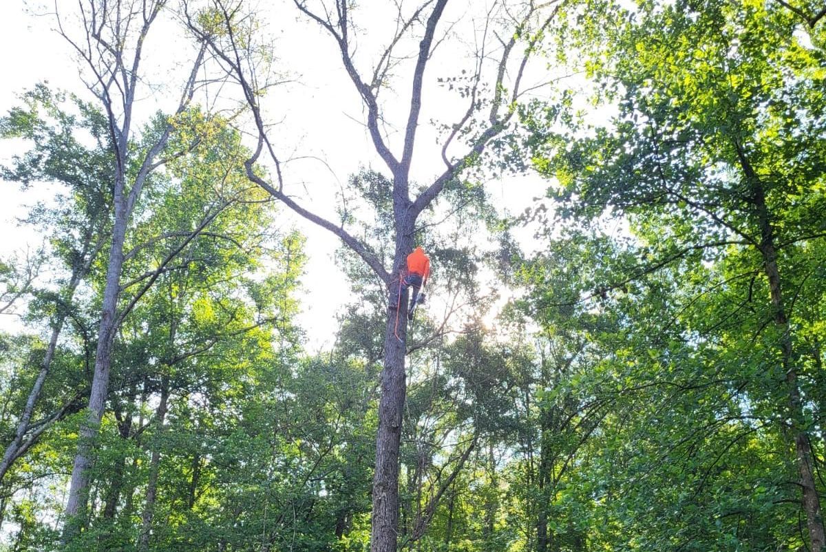 Tree Trimming Services in Simpsonville, SC