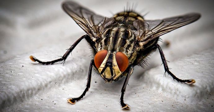 A close up of a fly with red eyes on a white surface.