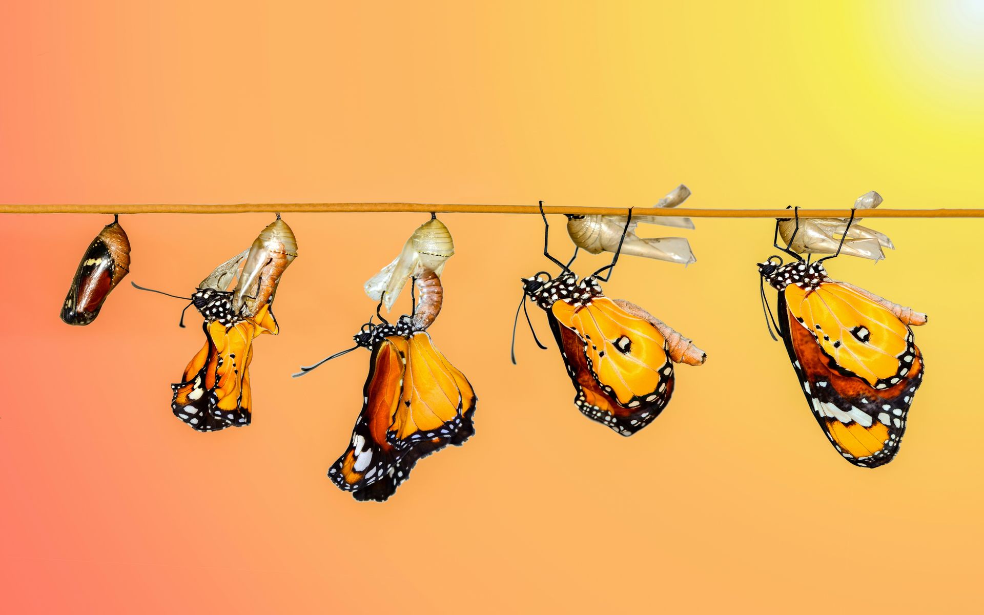Butterfly metamorphosis stages, orange and black wings emerging from chrysalises, suspended on a twig, orange backdrop.