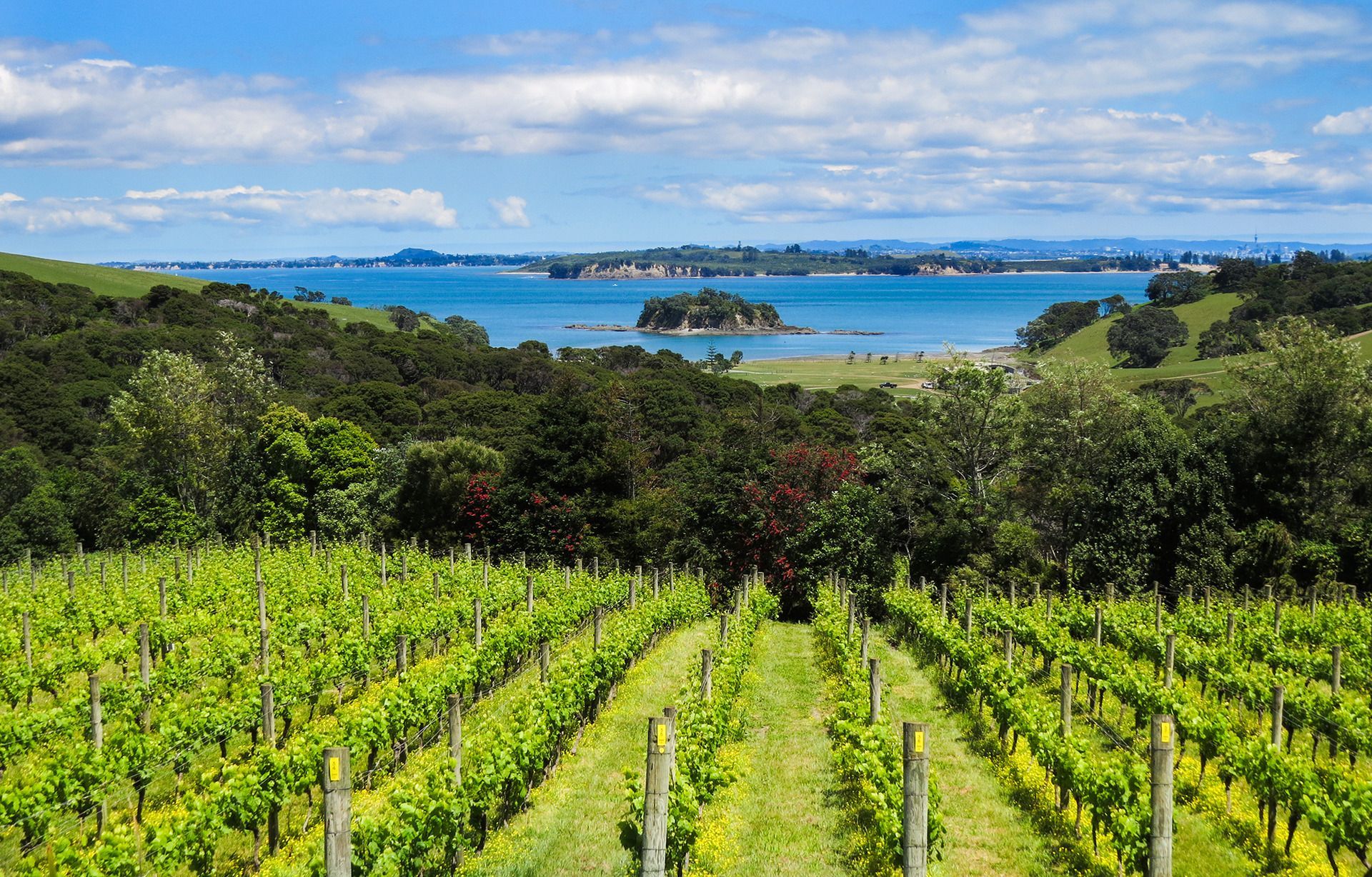 Cable Bay vineyard with a view of the ocean and a small island in the distance.