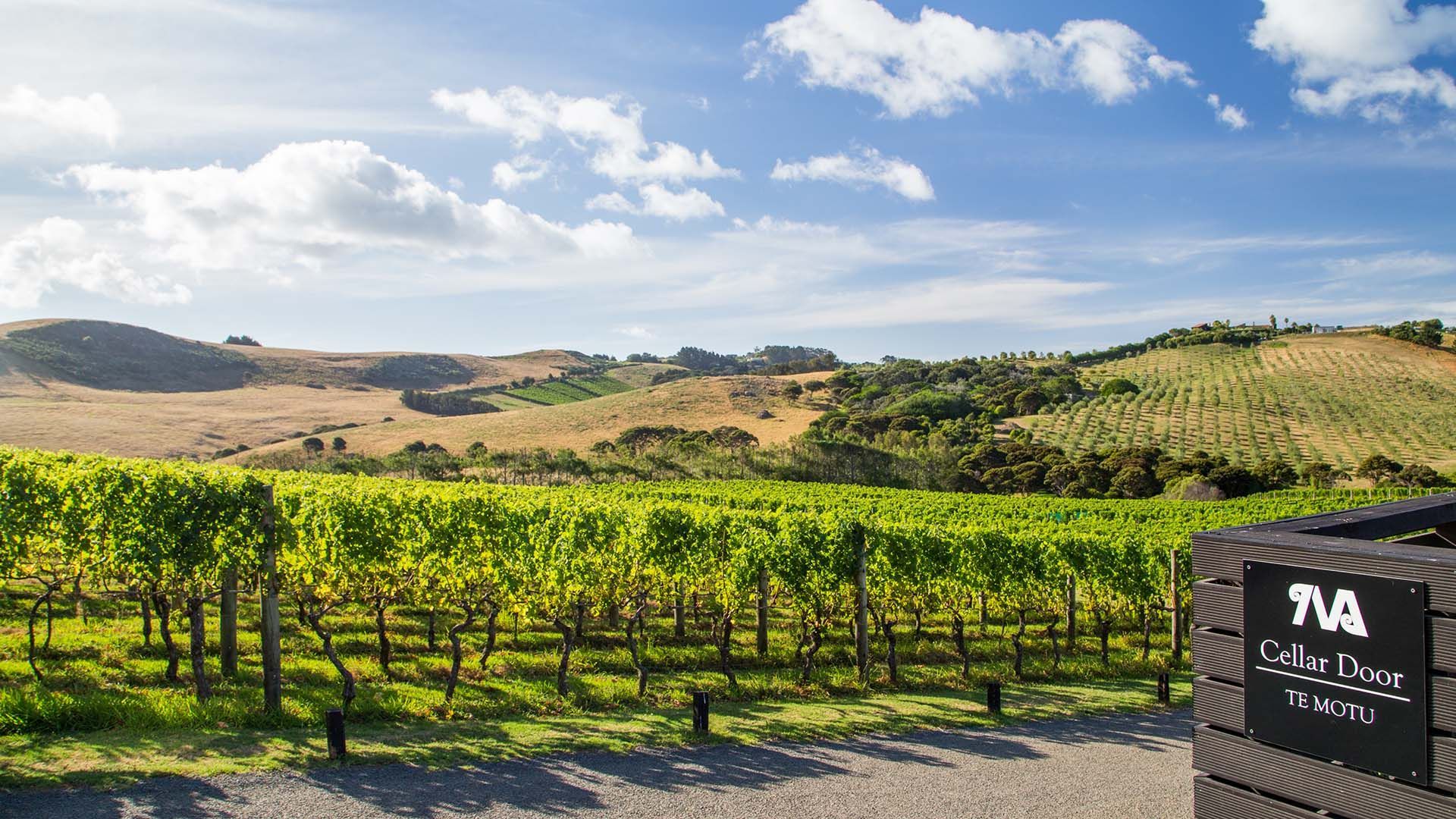 Looking our across Te Motu Vineyard vines