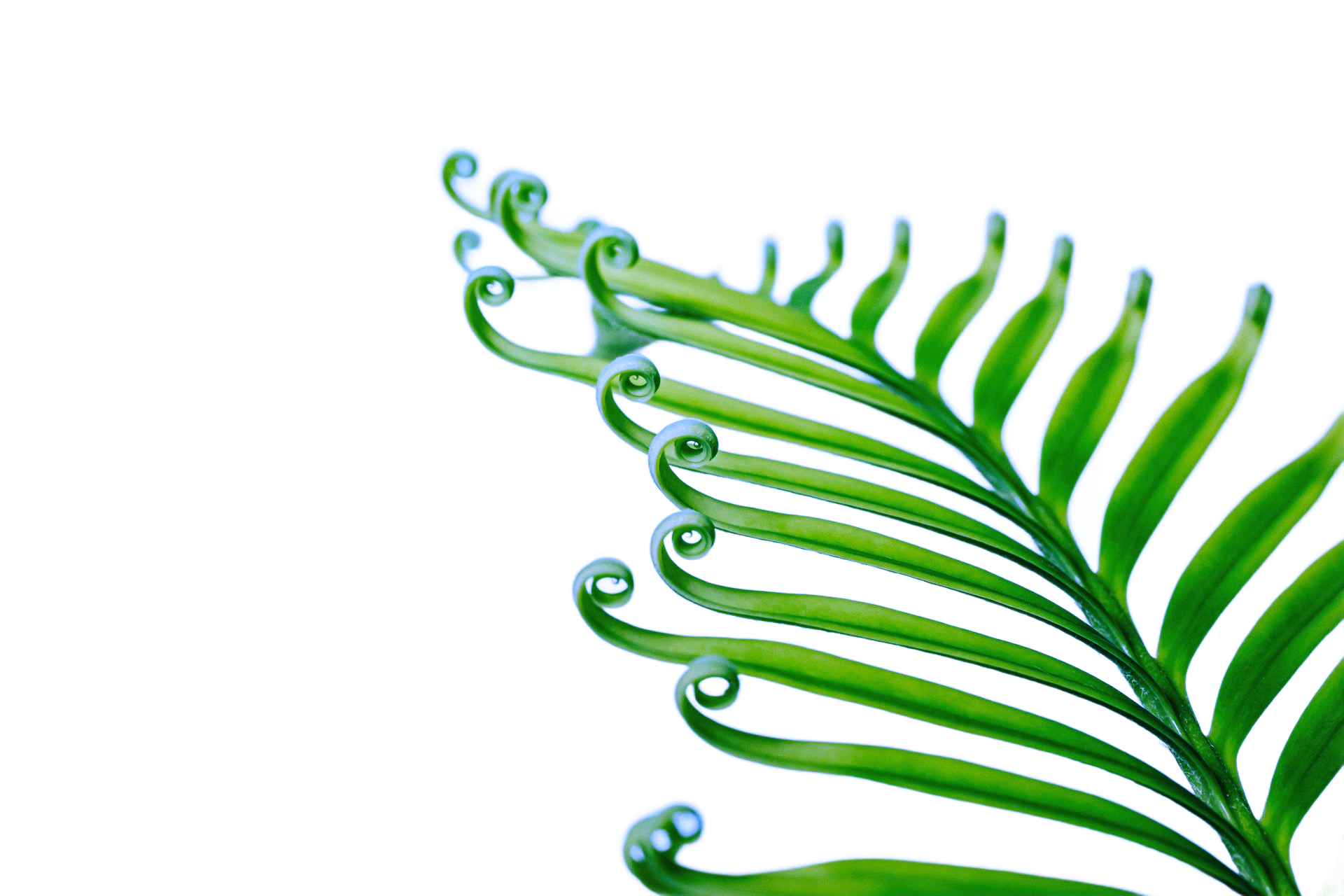 A decorative leaf graphic