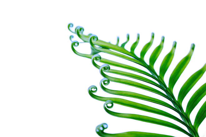 A decorative leaf graphic