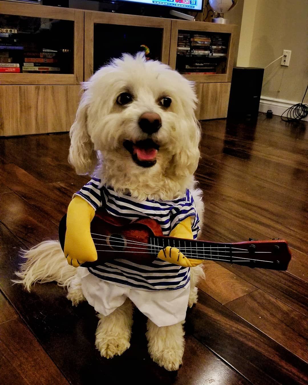 White dog in sailor costume holding a guitar, smiling, wooden floor background.