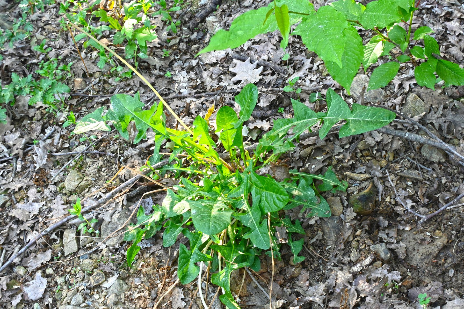 A small plant is growing out of the ground in the woods.