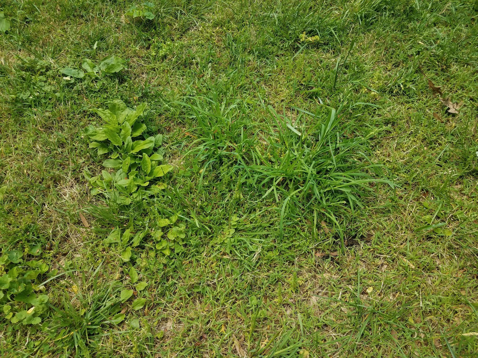 A close up of a lush green lawn with a few plants growing out of it.