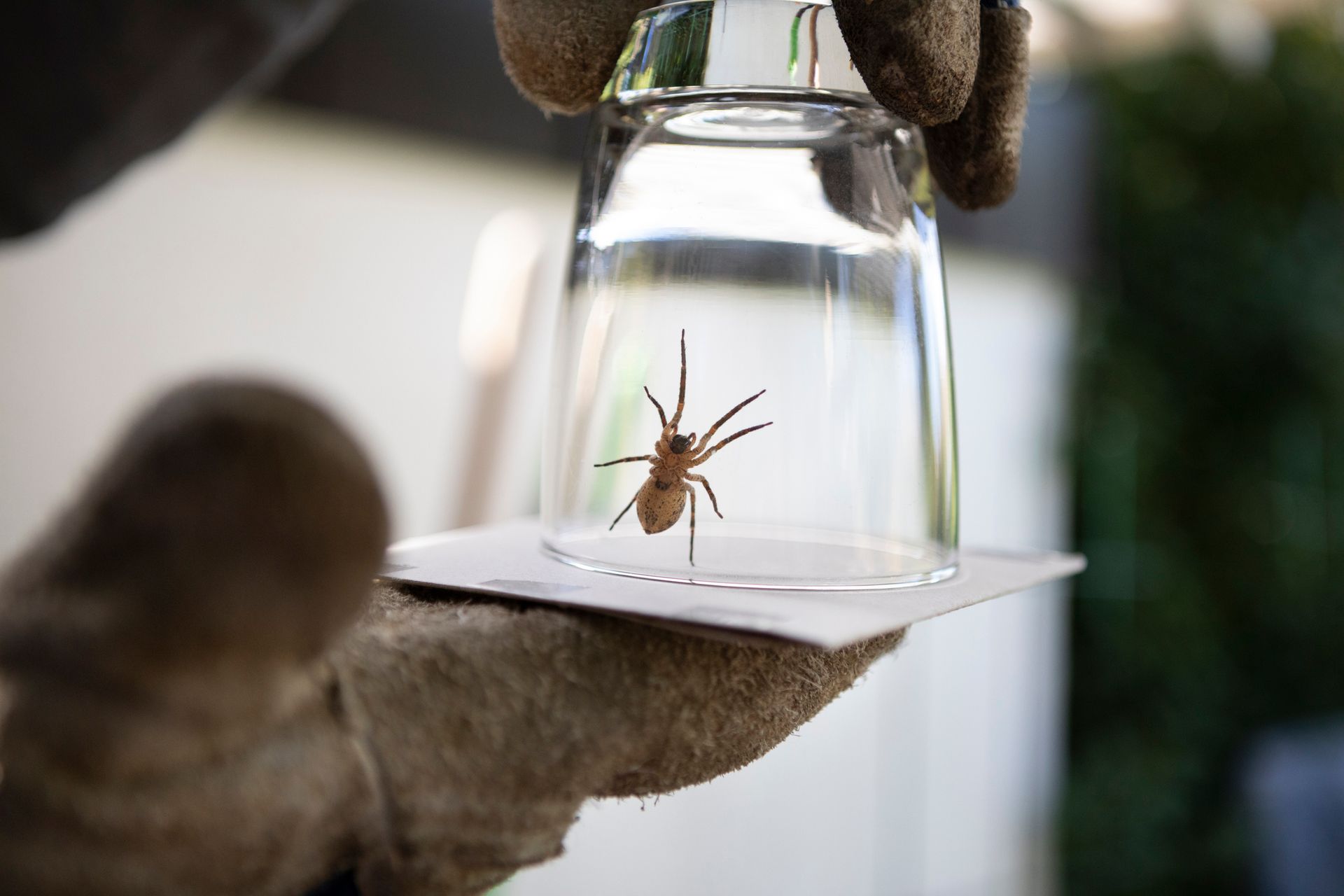 Spider — Newport, OH — Brady's Pest Control