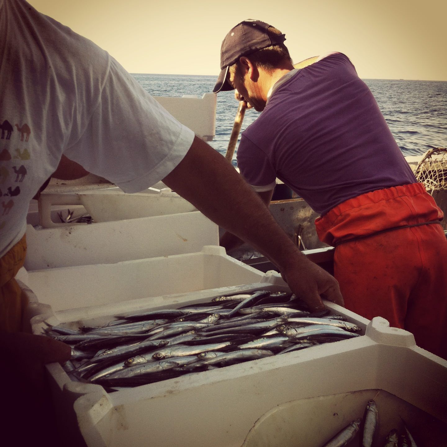 pesca nell'Adriatico