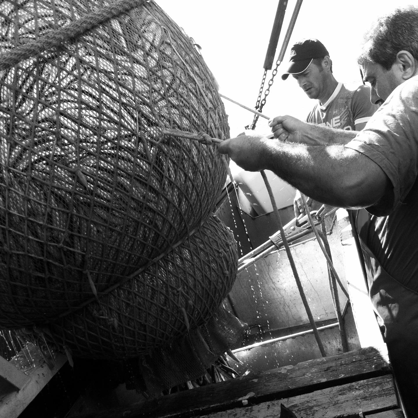 pesca nel mar Adriatico