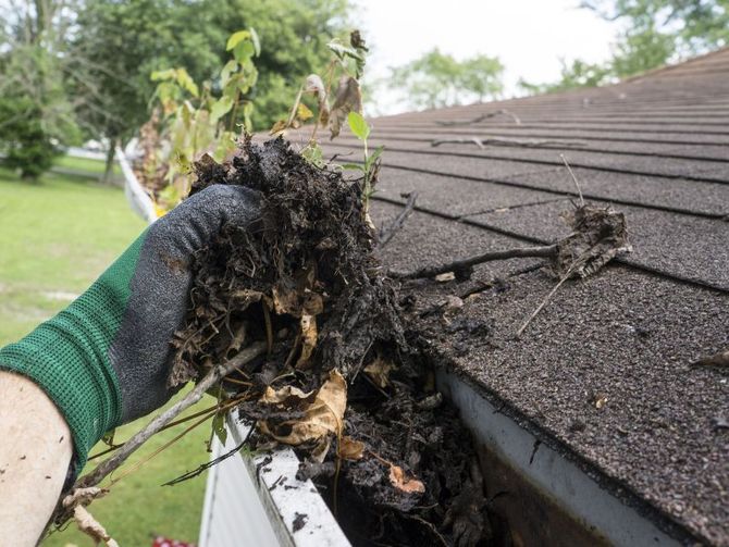 Gloved hand holding uprooted plant pulled from a roof gutter beside shingles