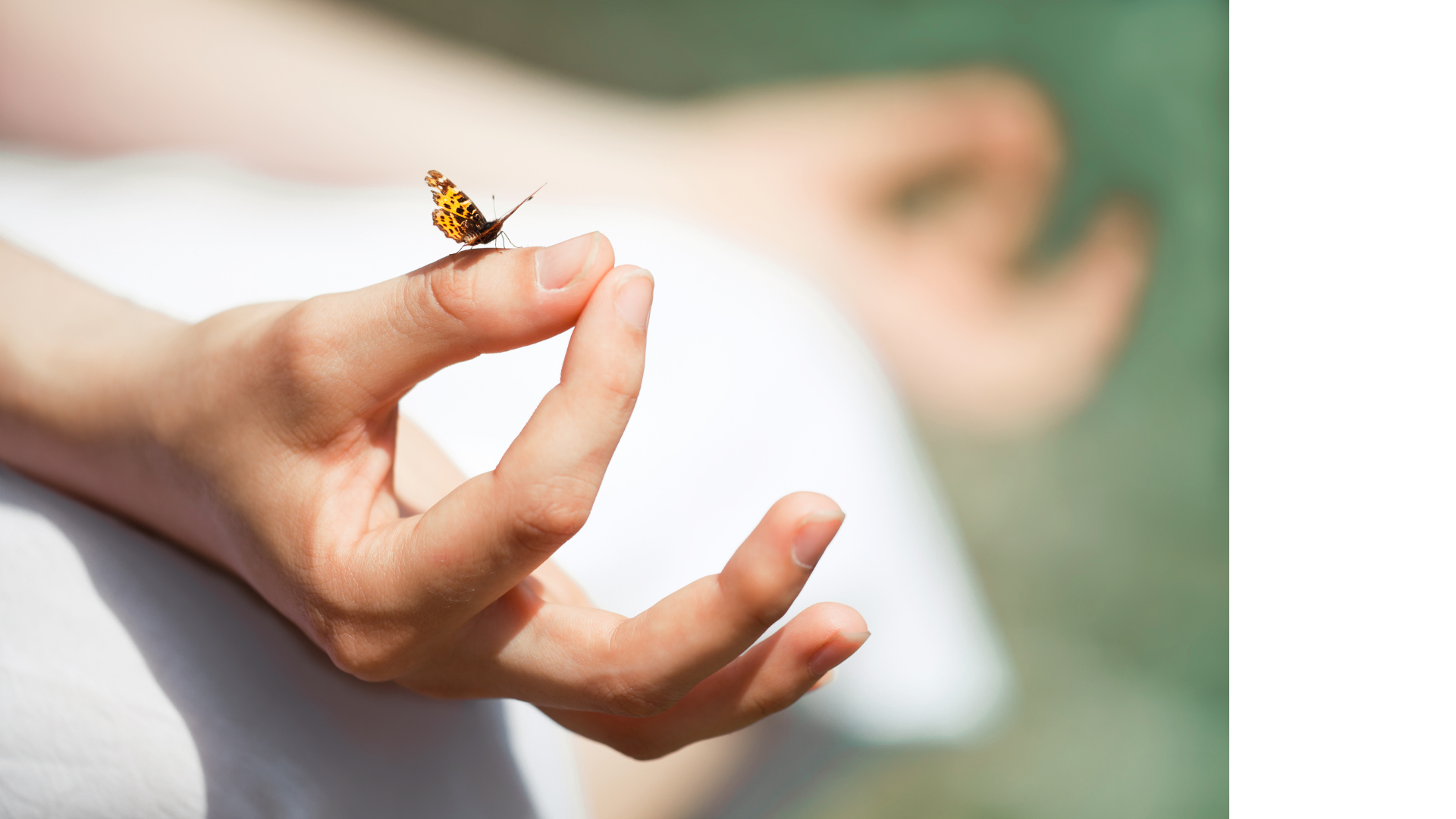A person is holding a butterfly on their finger in a lotus position.