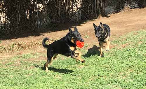two black dog playing -  Dog Boarding and Training Facility Services in Sylmar, CA