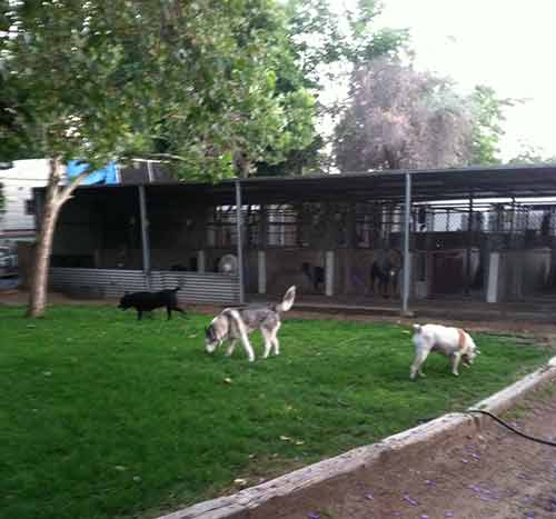 dogs -  Dog Boarding and Training Facility Services in Sylmar, CA