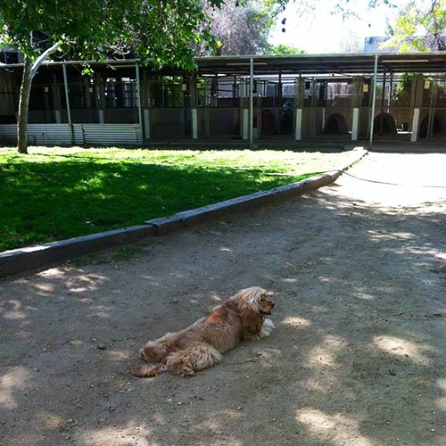 dog laying in the ground - Dog Grooming in Sylmar, CA