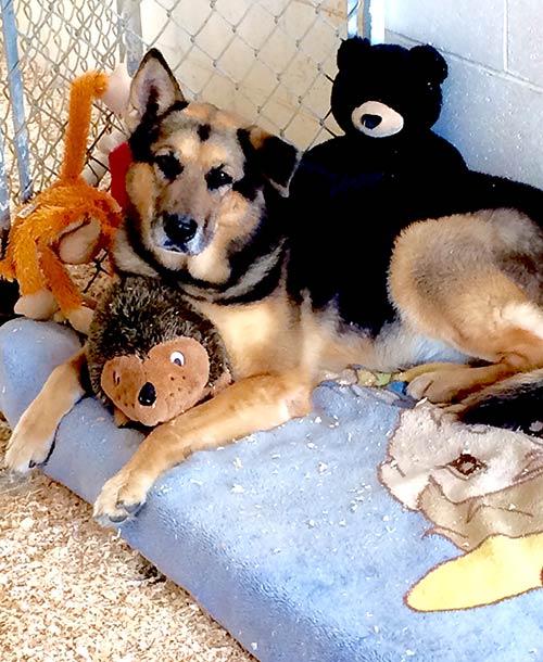 dog with stuff toy - Dog Grooming in Sylmar, CA