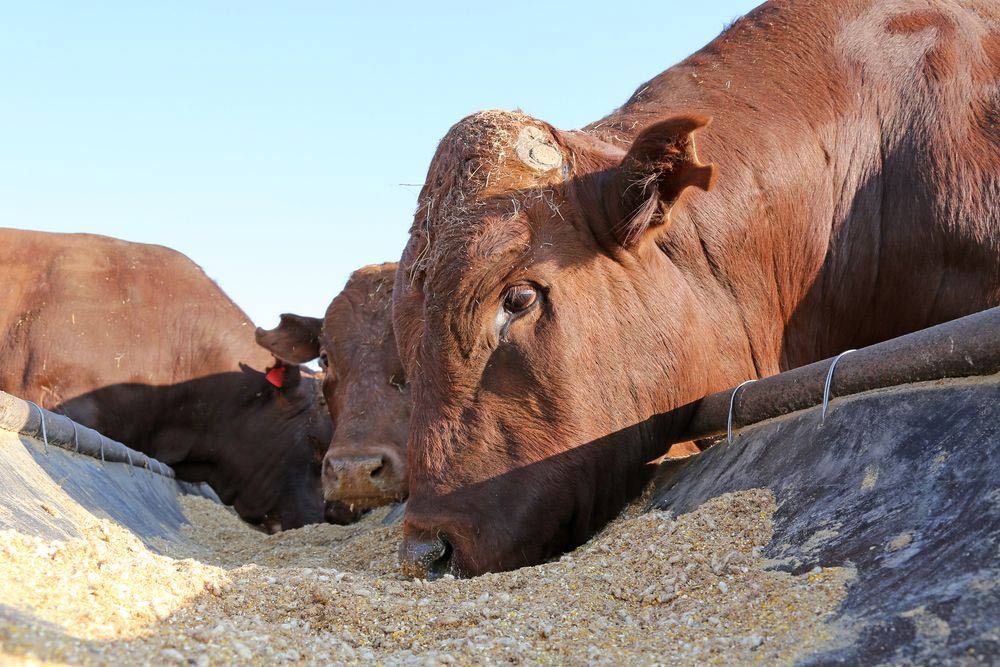 Bonsmara Bulls Eating From Feed Trough — Providing Farm Supplies in Crows Nest, QLD