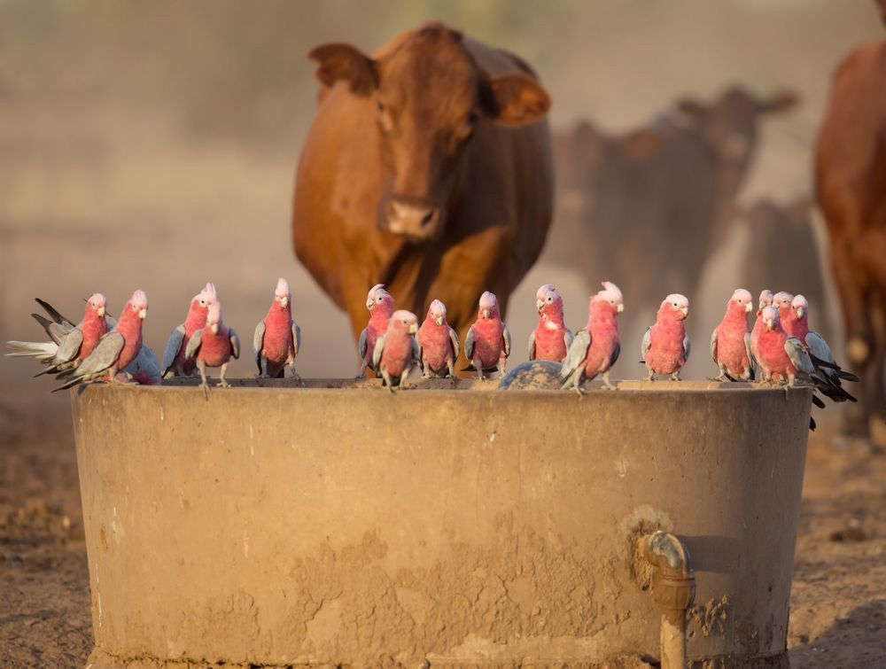Galahs Drinking Water At A Cattle Trough On A Hot Summer Day — Farming Equipment & Livestock Troughs in Crows Nest, QLD
