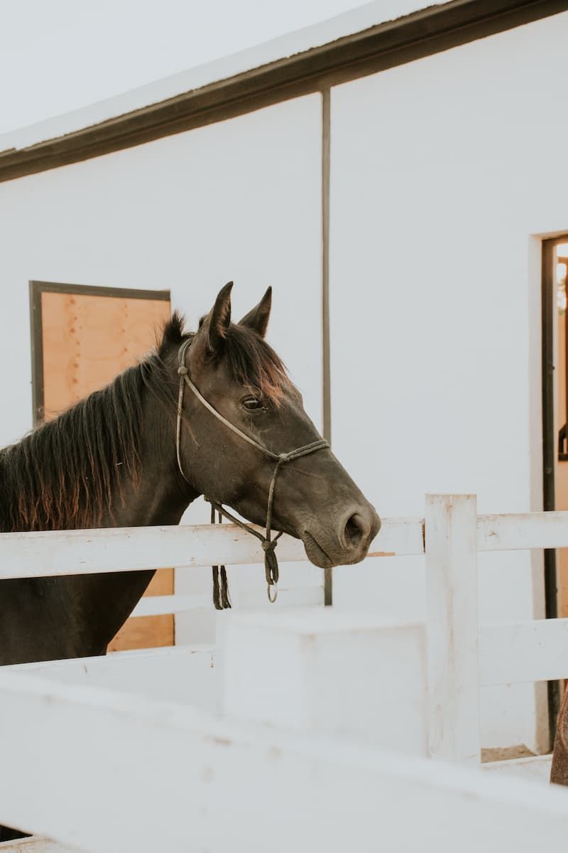 Horse Standing by Fence — Pet Food & Vet Supplies in Crows Nest, QLD