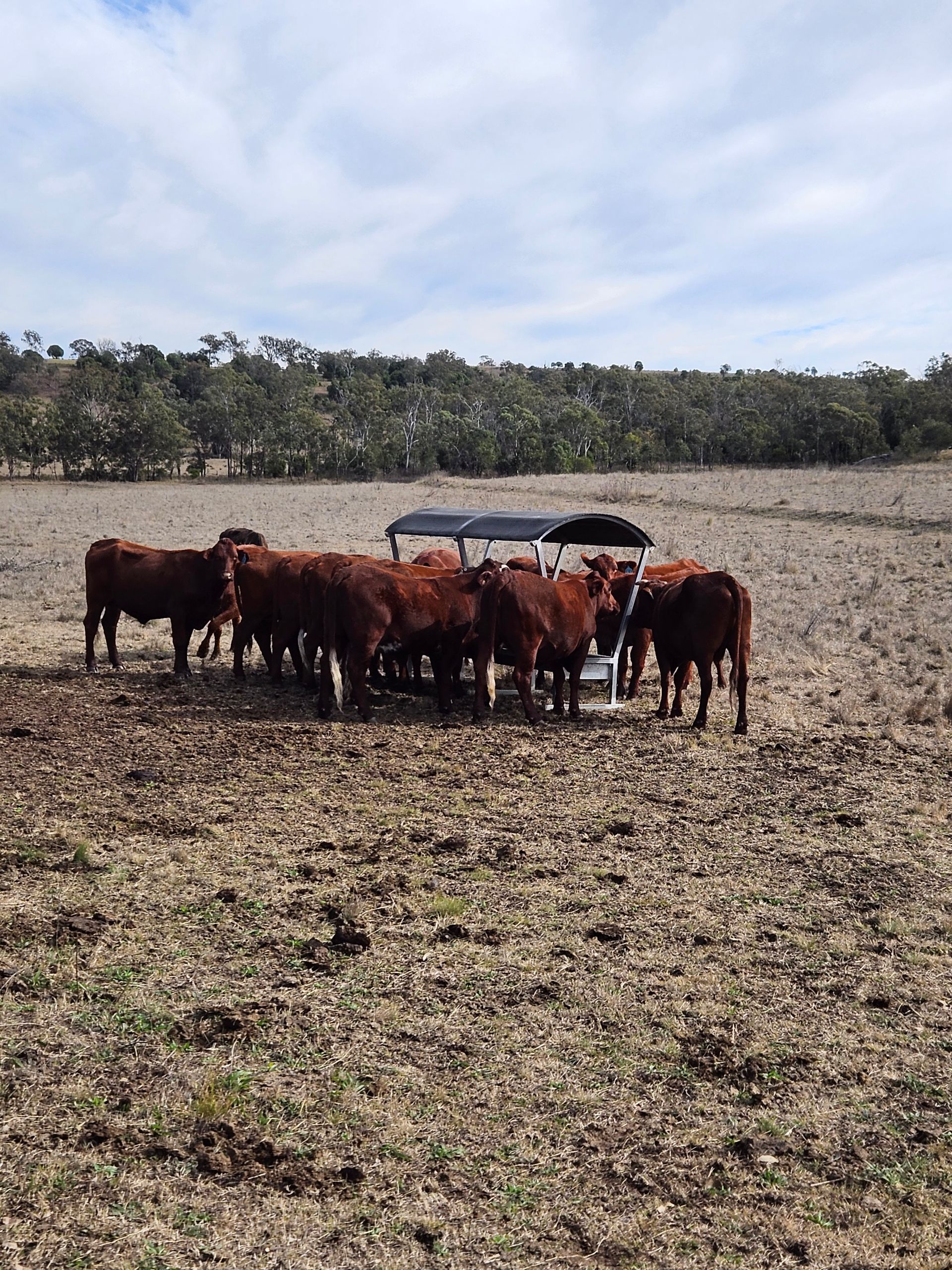 The Owner Gives His Dog a Bowl of Granules — Pet Food & Vet Supplies in Crows Nest, QLD