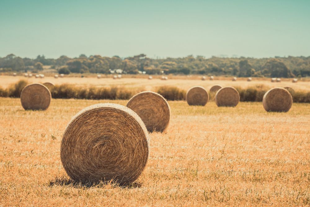 Round Hay Bales On The Field After Harvest — Farming Equipment & Livestock Troughs in Crows Nest, QLD
