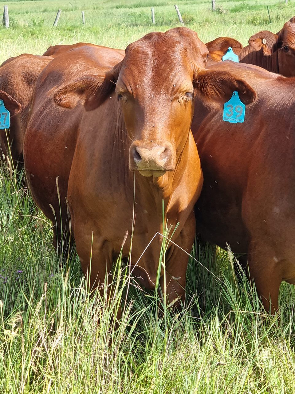 Cattle in paddock — Providing Farm Supplies in Crows Nest, QLD
