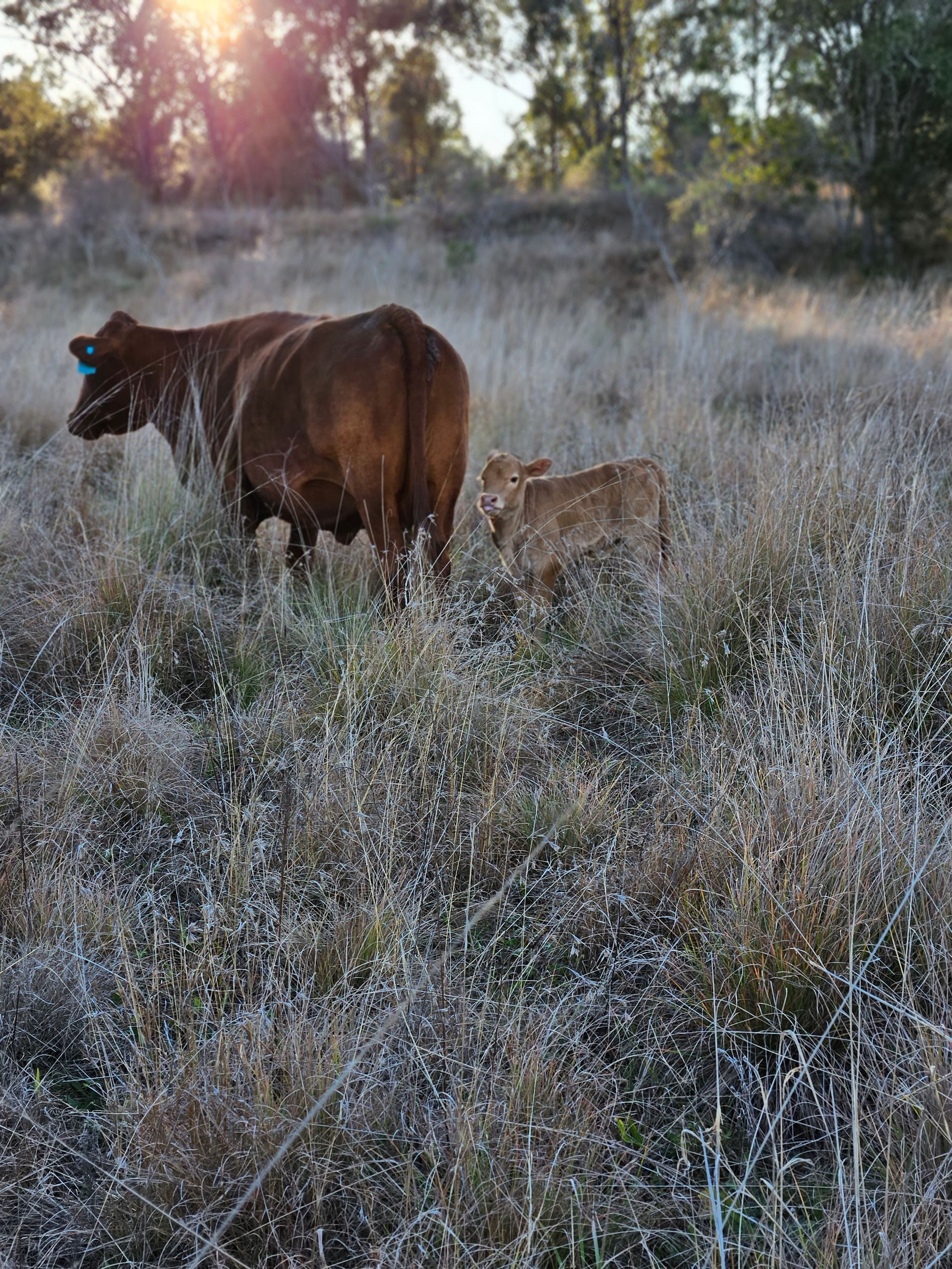 Cow and calf in a Paddock— Providing Farm Supplies in Crows Nest, QLD