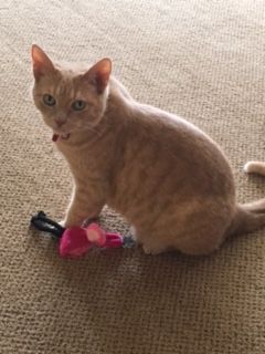 Orange tabby cat seated with a pink toy on a textured beige rug.
