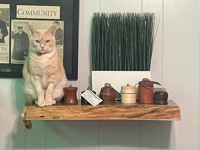 Orange cat sits on a wooden shelf with decorative items. Behind the shelf is a grass plant and a framed photo.