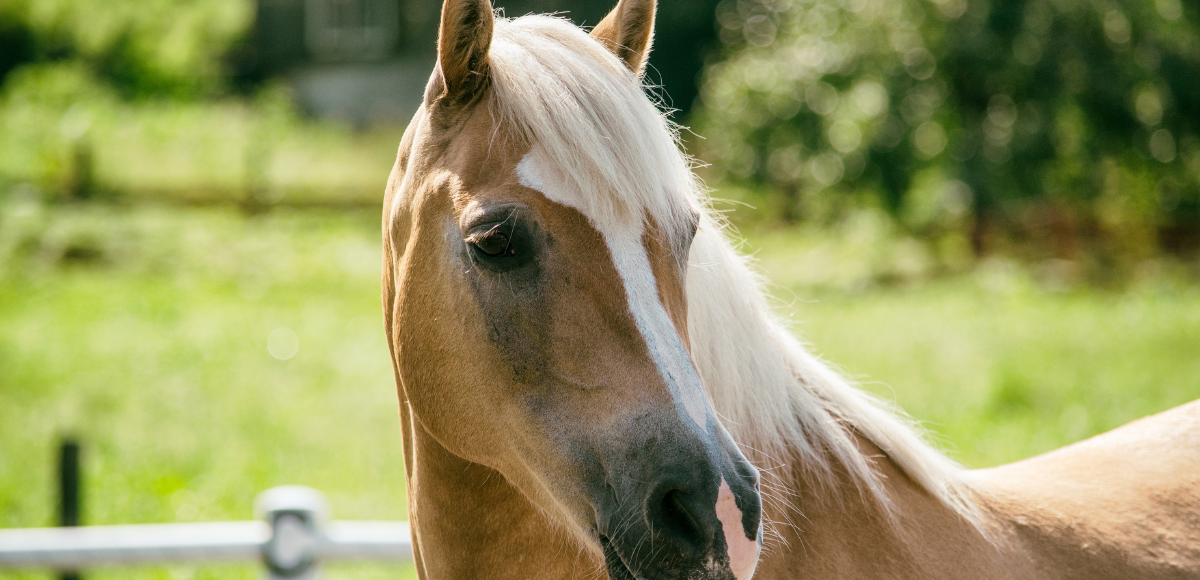 Close-up of a tan horse with a white mane standing outdoors against a green background
