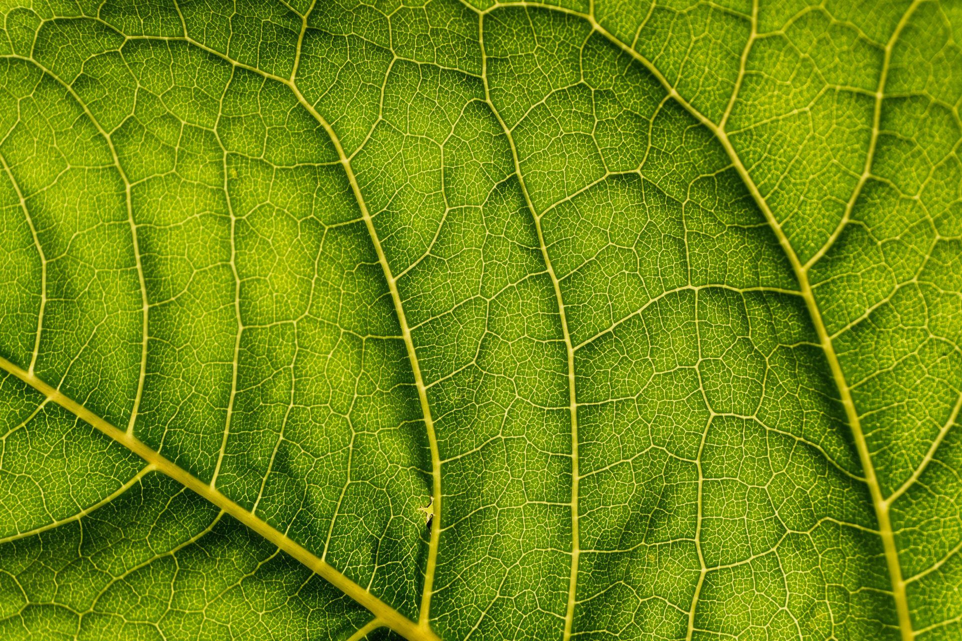 A green leaf, illustrating Bearing 45 and Susanne Blombergs experience