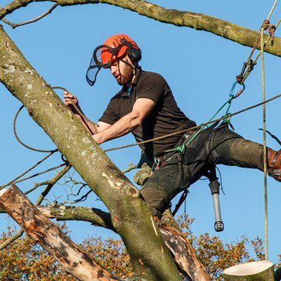 tree surgery