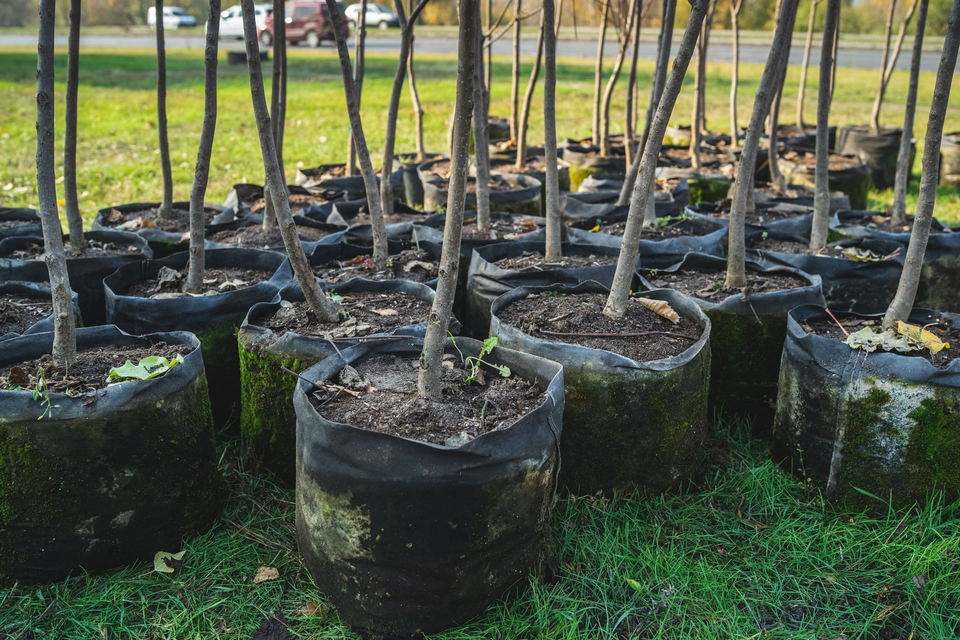 Potted young trees lined up in black grow bags on grass outdoors