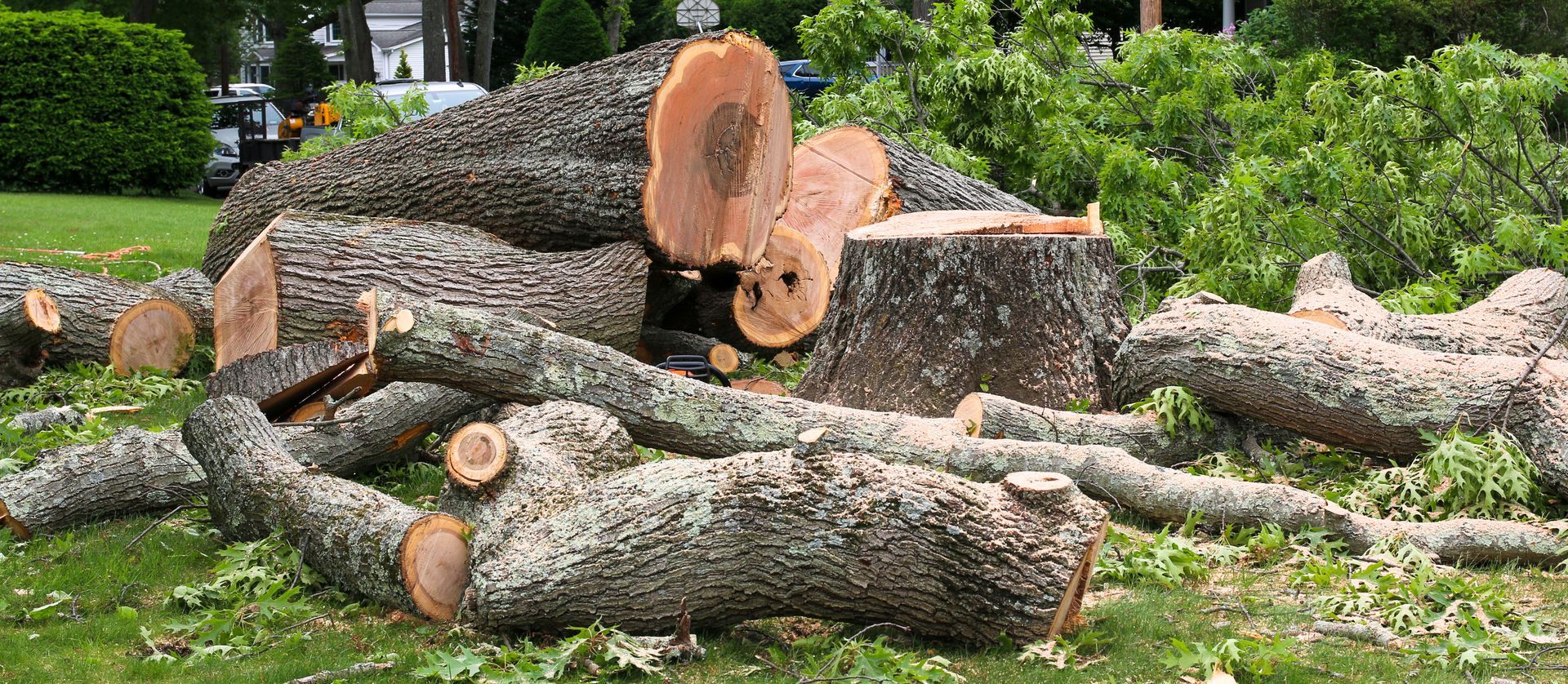 Freshly cut logs and tree trunks stacked on grass in a green garden
