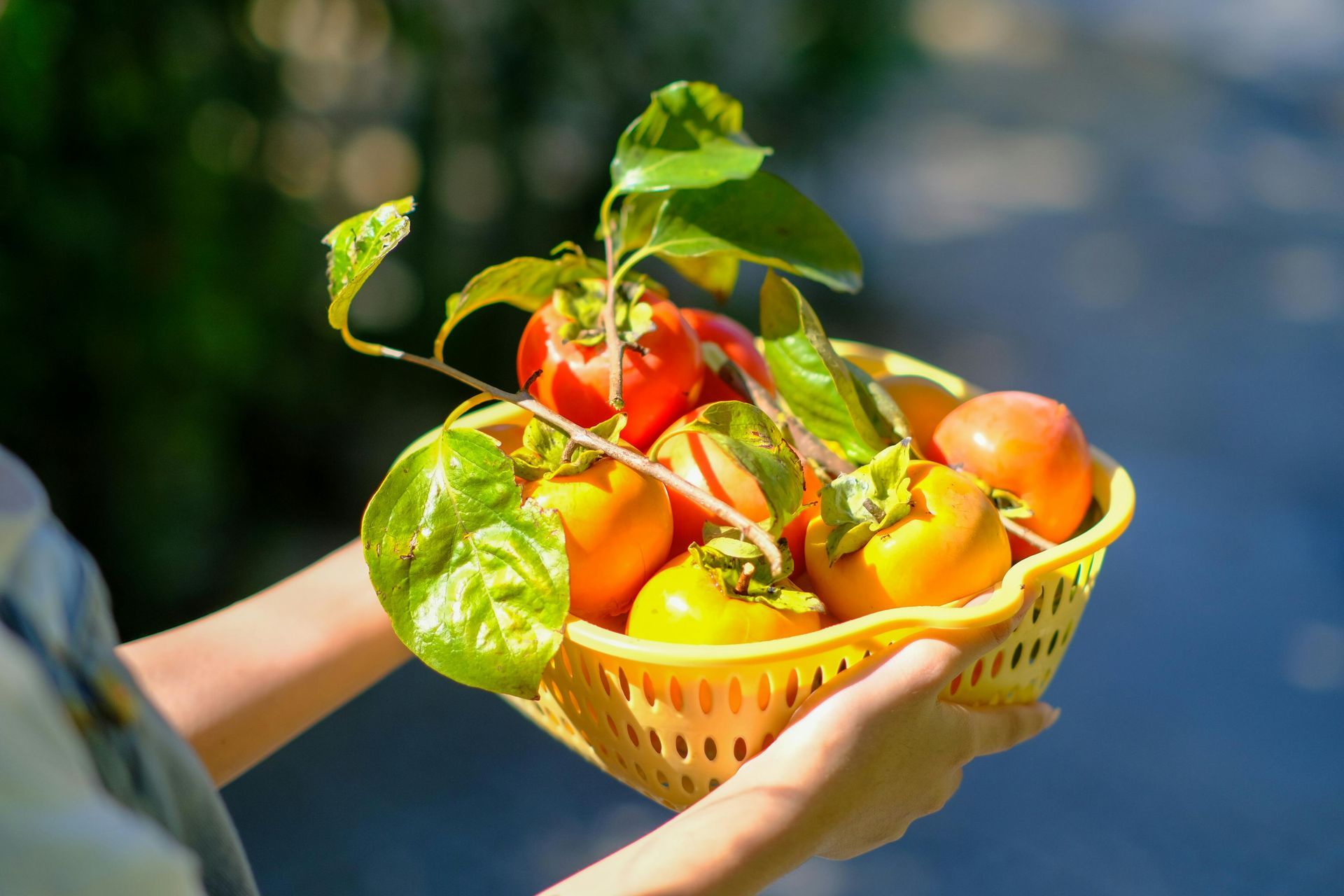 Person holding a yellow basket of ripe persimmons, with green leaves, outdoors in sunlight — All Body Holistic Health in Thuringowa Central, QLD