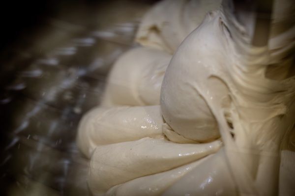 Primo piano di petali pallidi e ripiegati o di conchiglie color crema con luce soffusa e uno sfondo scuro e sfocato.