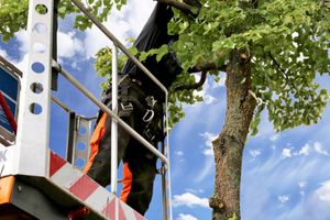 Worker in black and orange climbing a tree from a lift platform under a blue sky