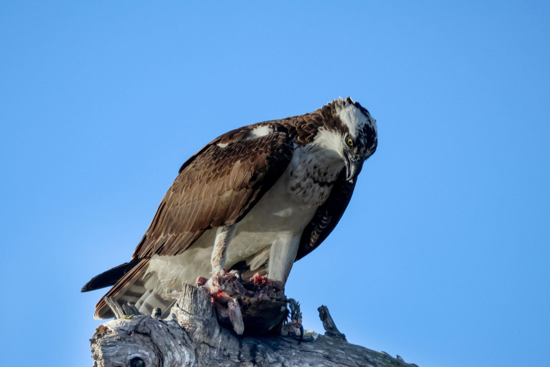 An osprey perched on top of a tree branch with a fish in its beak.