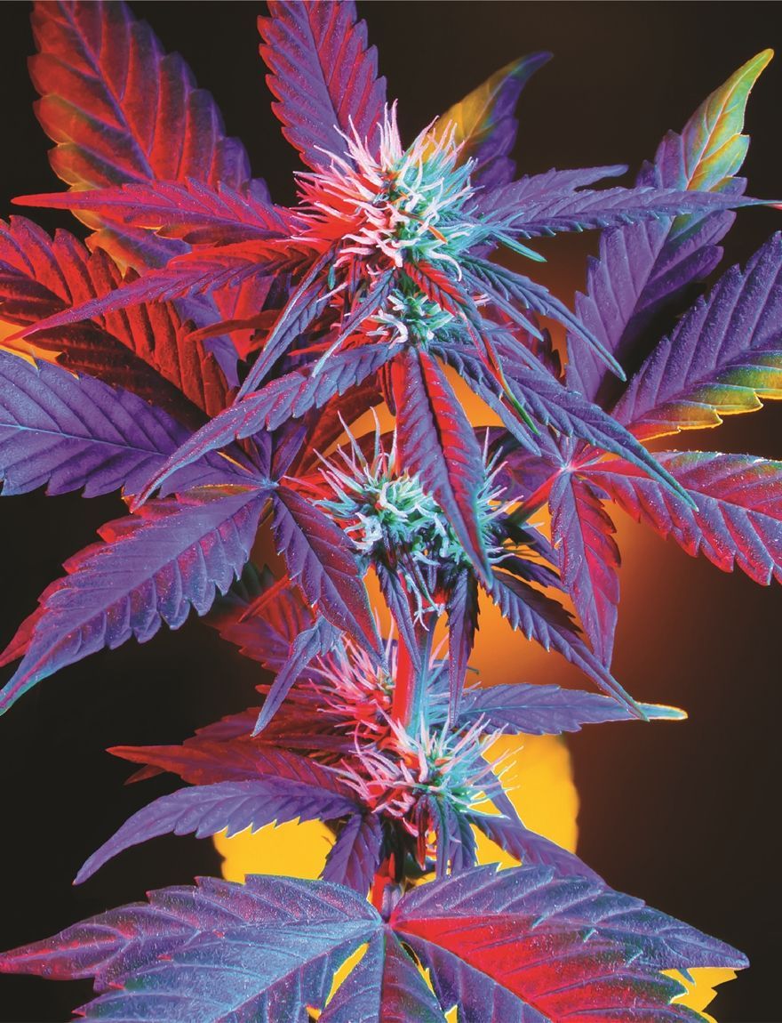 Indica Puzzles:
