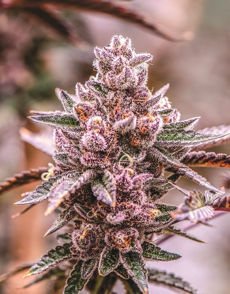 Indica Puzzles: Nick Johnson