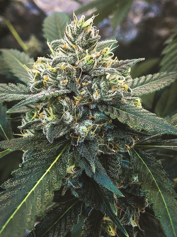 Indica Puzzles: Sports Farmer
