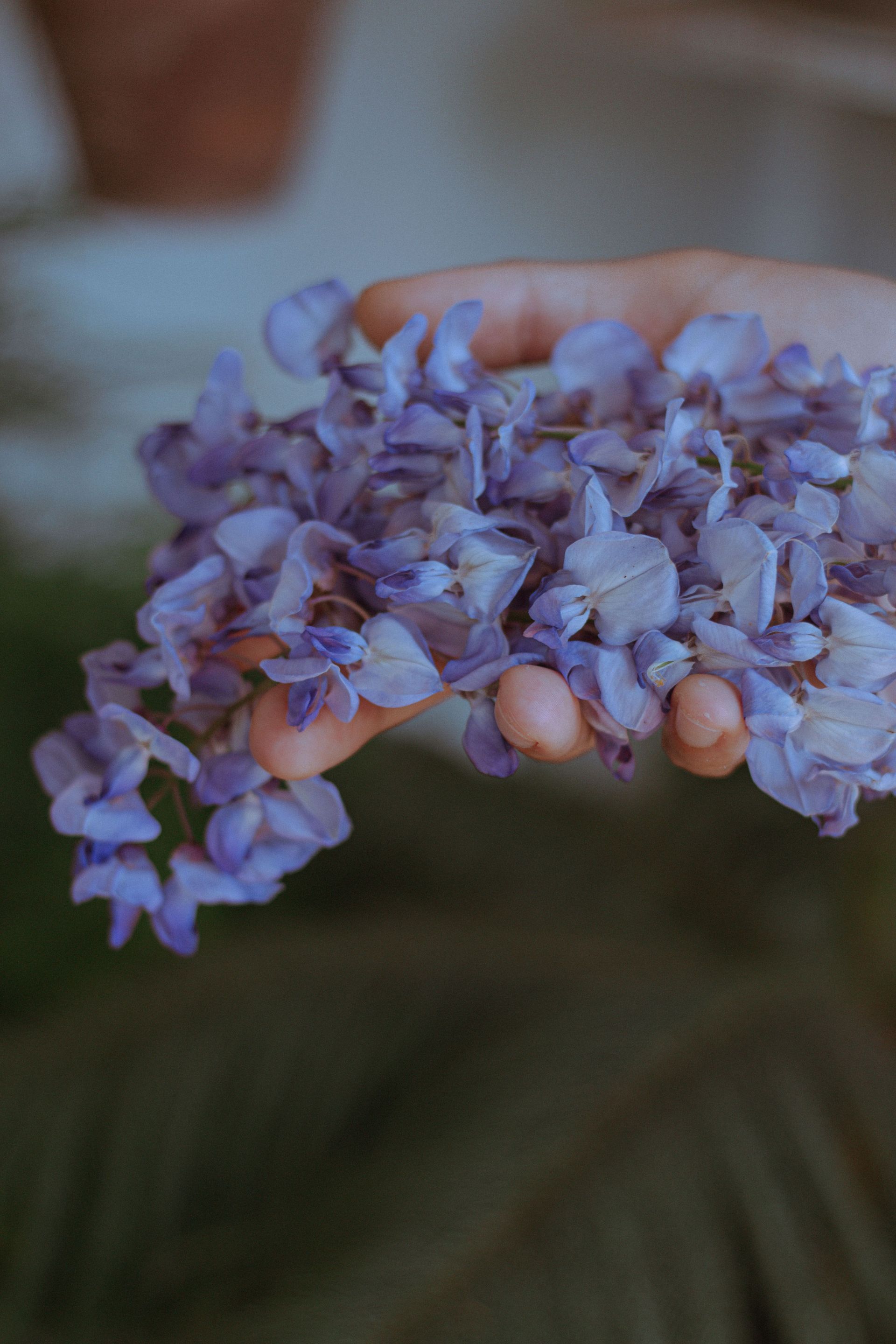 purple wisteria 