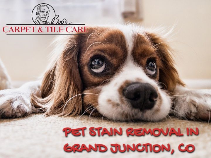 pet stain removal image