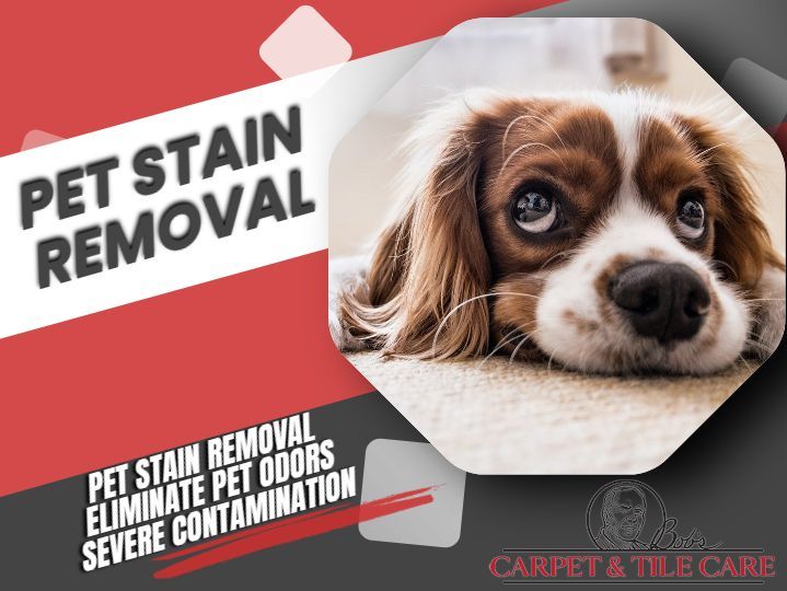 pet stain removal