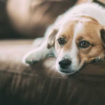 A brown and white dog is laying on a couch.