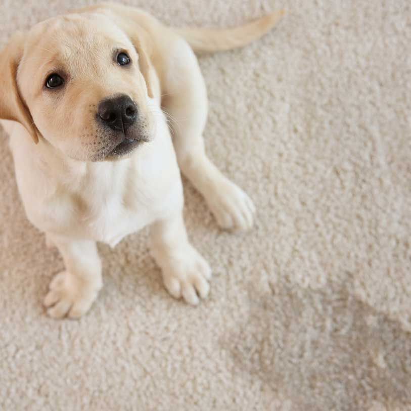 A puppy is sitting on a white carpet and looking up at the camera.