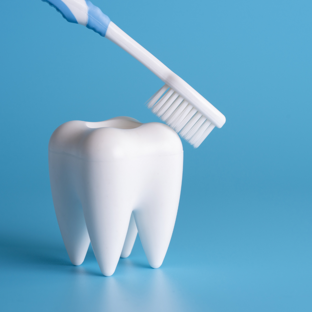 Tooth model being brushed with blue and white toothbrush.